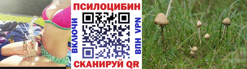 Псилоцибиновые грибы Psilocybine cubensis  Ейск 